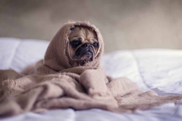 Cómo proteger a tu perro del frío: señales y cuidados esenciales