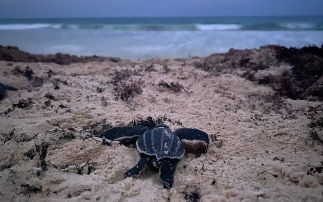 Después de 36 años, nacen 57 tortugas laúd en Quintana Roo