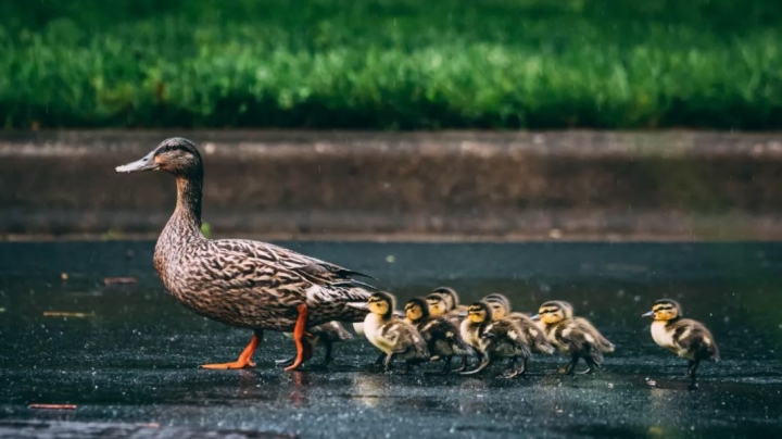 Los patitos nadan en fila detrás de su mamá por una cuestión de ciencia