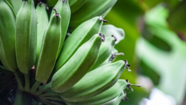 Investigadores analizan si plátano inmaduro ayuda a combatir el cáncer de colón