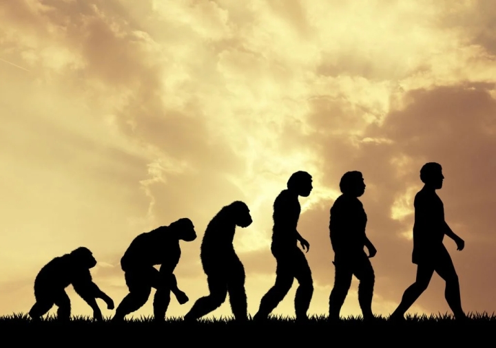 5 curiosidades de la evolución humana