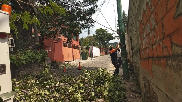 Atiende PC Cuernavaca diversos llamados de auxilio por colapso de árboles