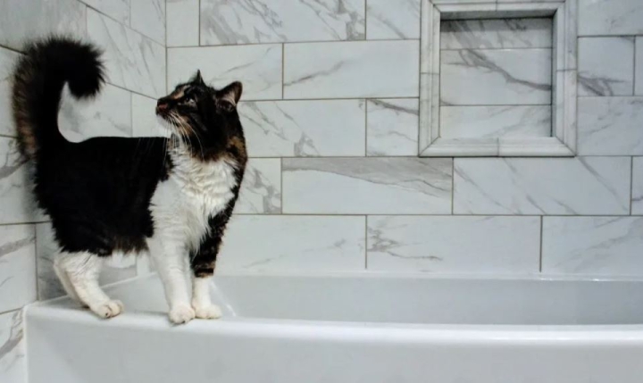 Los gatos sí se bañan: ¿Cada cuánto hacerlo y cómo acostumbrarlo?