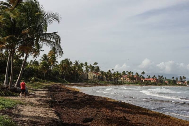 Sargazo en Florida: Concentración de algas marinas es una de las más grandes de la historia