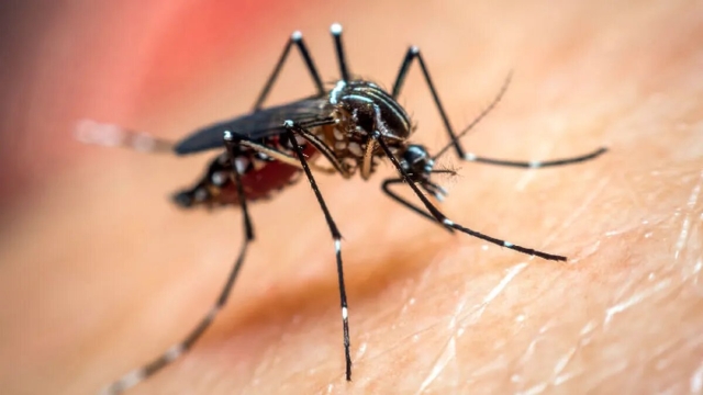 Alerta OMS: Dengue se acerca a récords históricos por calentamiento global