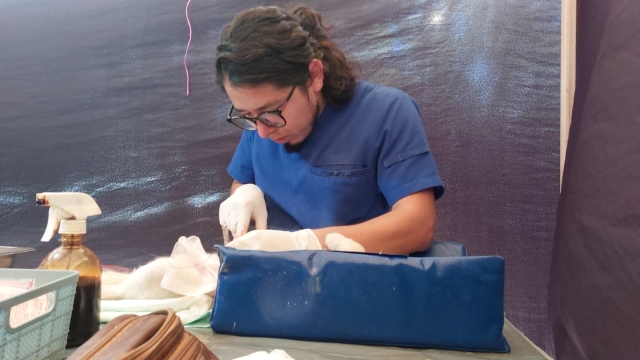 Inicia programa de esterilización de perros y gatos en Jiutepec