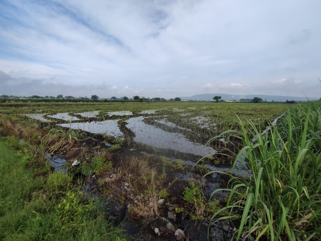 Realizan siembra del arroz en Jojutla
