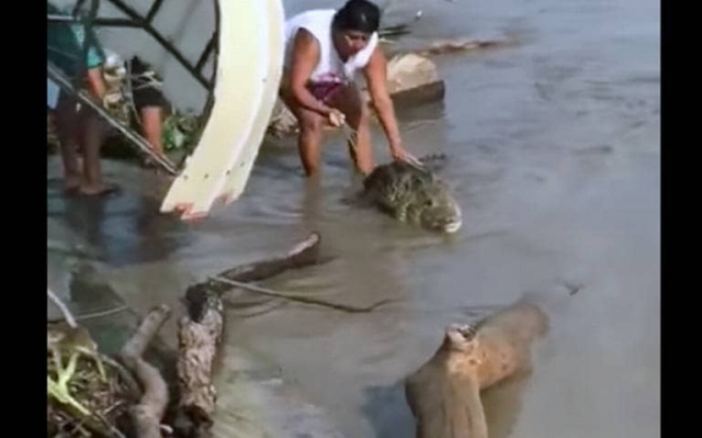 Mujer arriesga su vida para rescatar a cocodrilo.