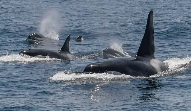 Orcas hunden velero en el Estrecho de Gibraltar