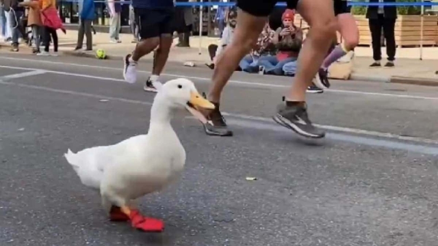 Pato corre en un maratón de Nueva York .