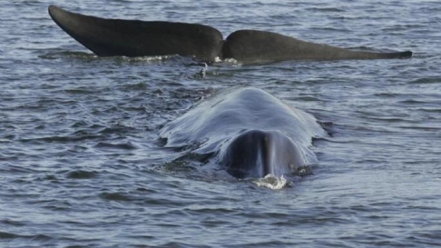 Islandia autoriza caza de 128 ballenas de aleta este año