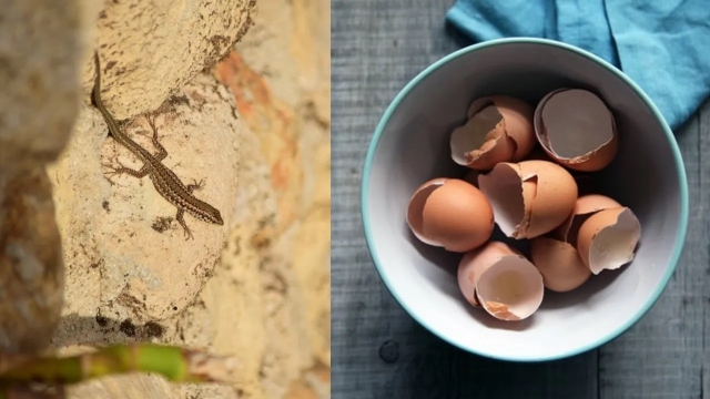 Cómo ahuyentar a las lagartijas o cuijas de tu casa con canela y huevo