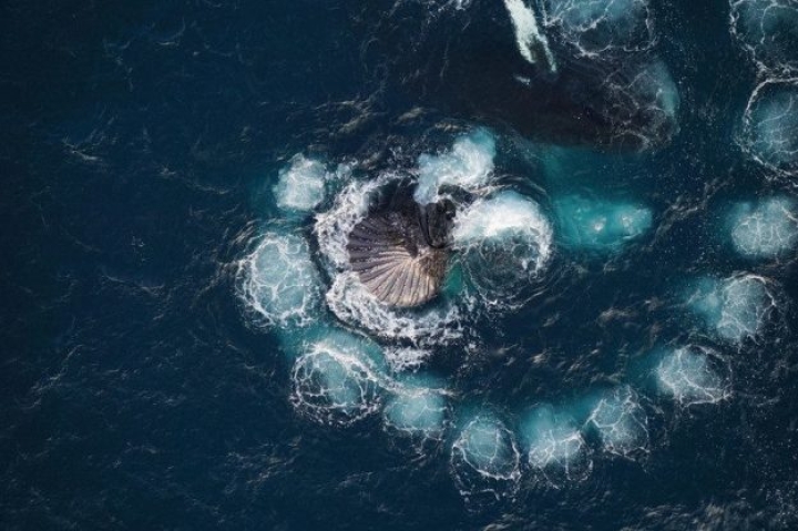 El día en que dos ballenas crearon una asombrosa espiral de Fibonacci en el océano