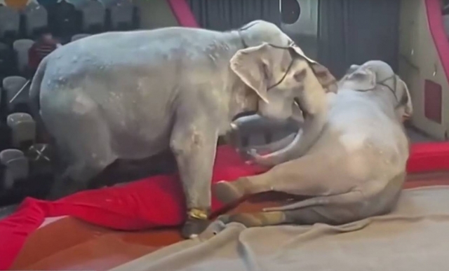 Elefantes se pelean en plena función de Circo.