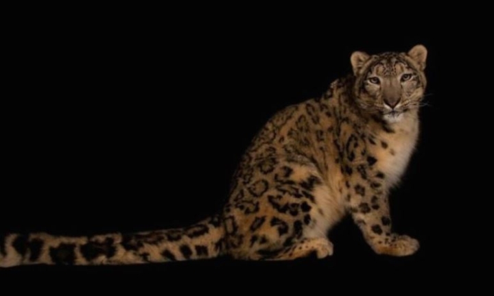 Muere leopardo de las nieves en zoológico de Illinois luego de contraer COVID-19