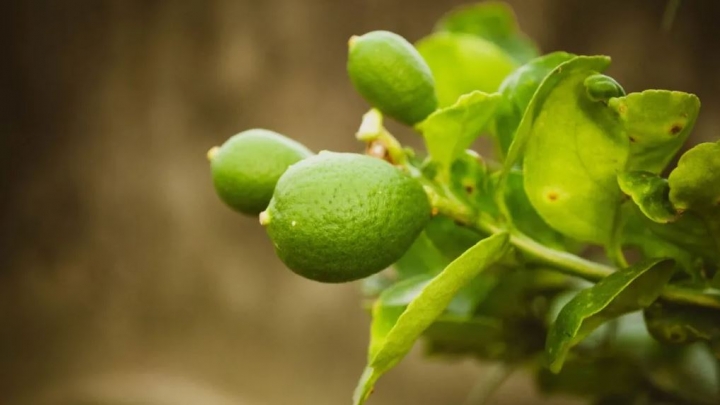 Cómo cultivar limones en una taza para disfrutarlo como planta de interior