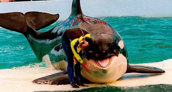 50 años en cautiverio: Fallece &#039;Lolita&#039;, la orca de Miami