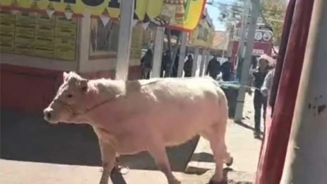 ¡Vaca fugitiva desata caos en la Feria de León! Un escape que dejó a todos en shock