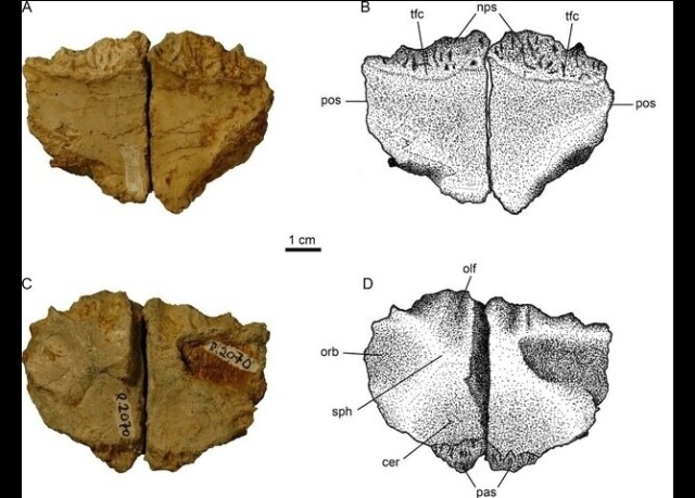 Identifican nueva especie de dinosaurio enano en Rumanía