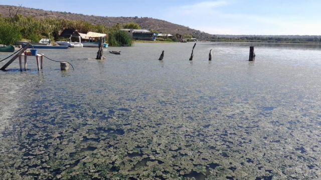 El aspecto de la laguna con la presencia de alga es poco atractivo para el turismo, consideran los pescadores.