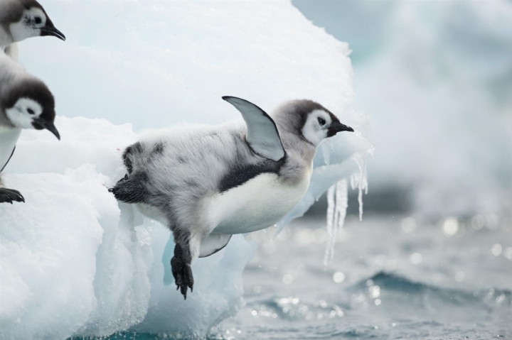 Un estudio advierte sobre la extinción del pingüino emperador