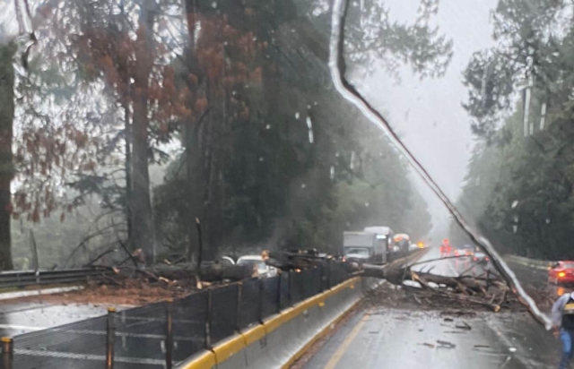 El árbol obstruyó la circulación en ambos sentidos.