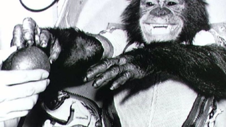 Se cumplen 62 años del primer primate en el espacio