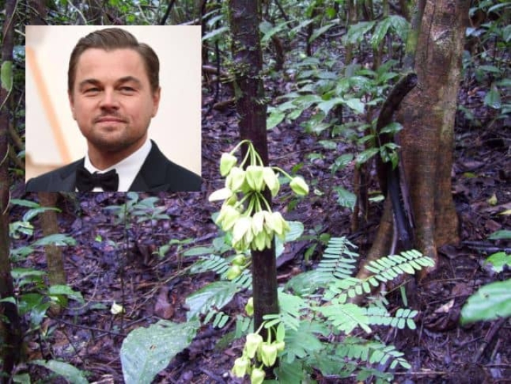 Árbol tropical recién descubierto recibe nombre de Leonardo DiCaprio