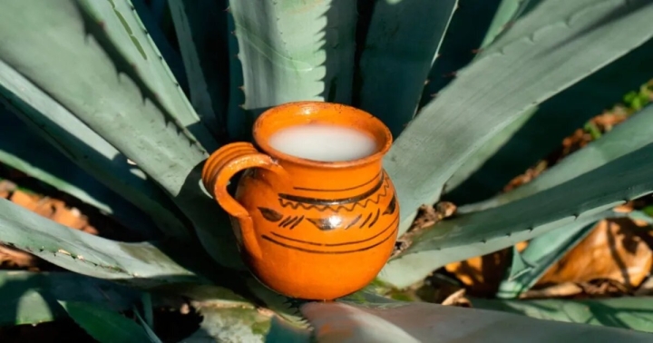 UNAM resalta importancia del pulque dentro de la gastronomía y cultura mexicana