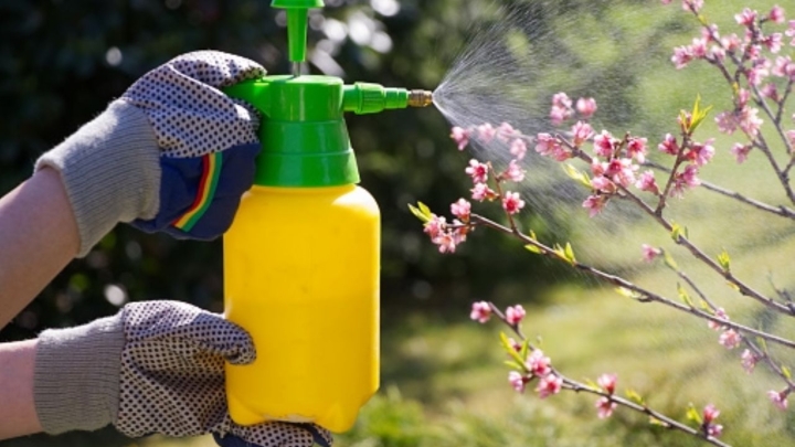 ¿Cómo tratar plagas de tu jardín?