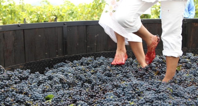Calendario de vendimias de Guanajuato 2023: ¿A dónde puedes ir a pisar uvas en estas fiestas del vino?