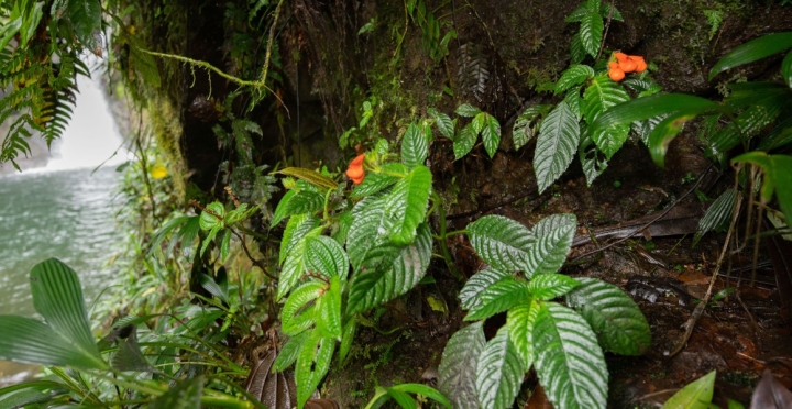 Investigadores descubren planta tropical dada por extinta en Ecuador