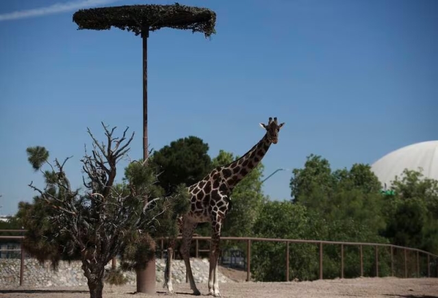 Jueza ordena traslado de jirafa Benito al Africam Safari en Puebla