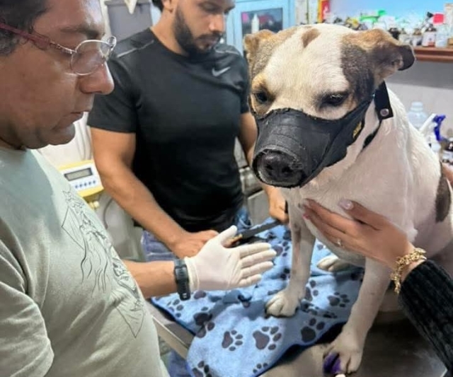 'Manchas', al veterinario