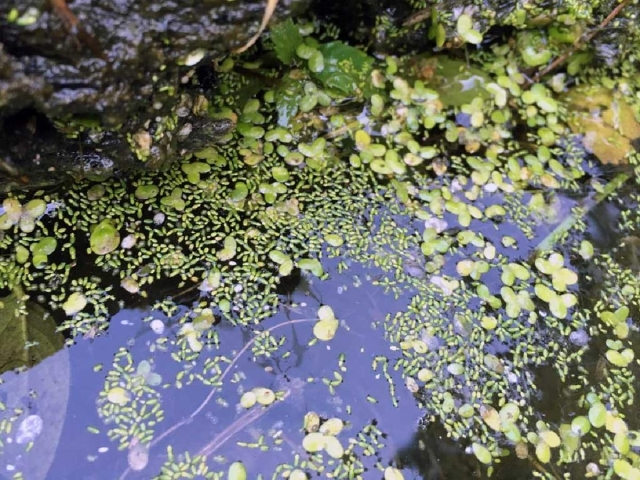 Un campo de batalla evolutivo: plantas contra microbios