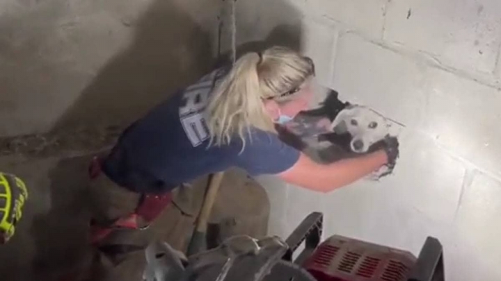 Rescatan a perrita que quedó atrapada entre 2 paredes.