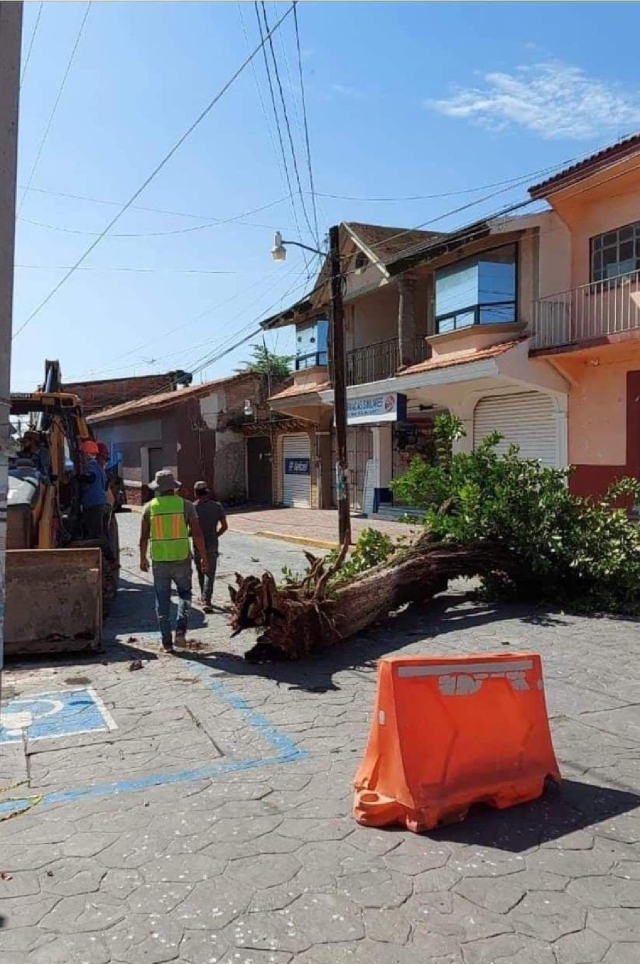 El árbol derribado por la empresa constructora.