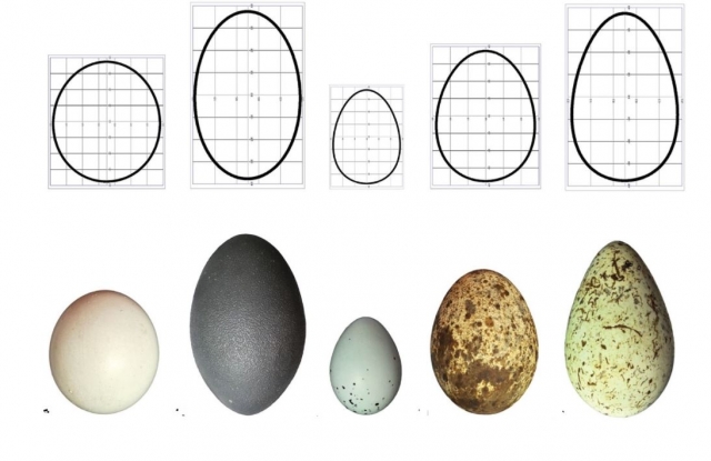 Una ecuación universal para la forma de un huevo