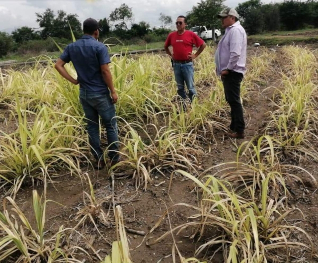 Brindan asesoría técnica gratuita a agricultores de Mazatepec