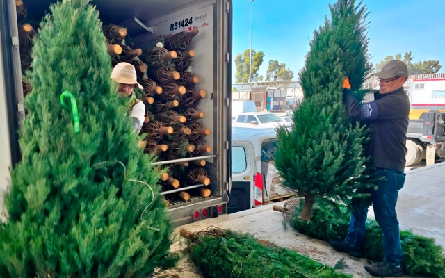 Profepa certifica seguridad de árboles naturales para esta Navidad