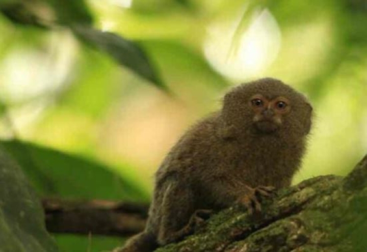 Especialistas preparan lista roja de primates en riesgo