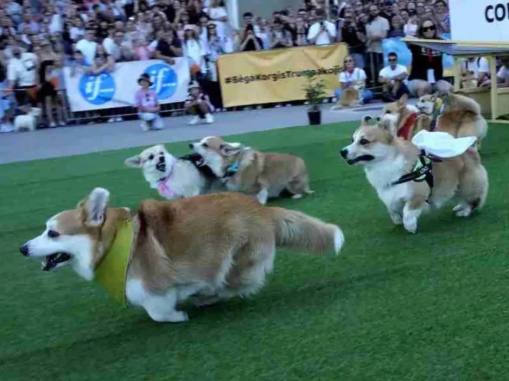 Carrera de corgis en Lituania enternece y conquista las redes sociales