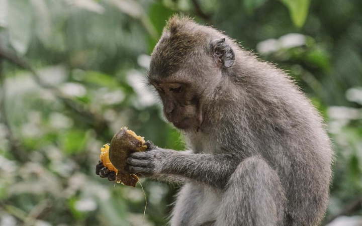 Animales salvajes: el consumo de alcohol como parte de su dieta