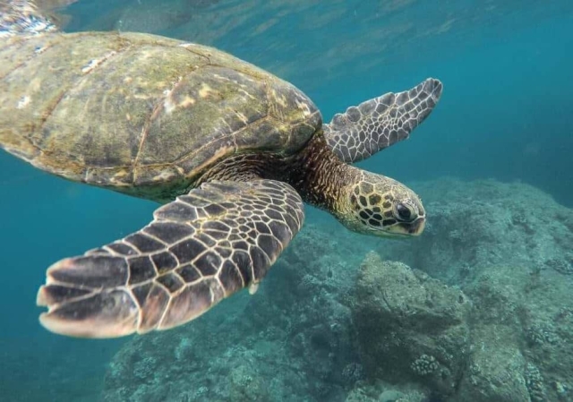 ¿Cómo afecta la contaminación acústica submarina a las tortugas?