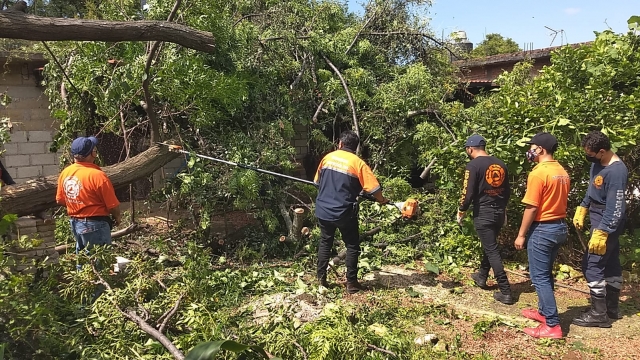 PC Cuernavaca atendió reporte sobre árbol colapsado en Ahuatepec