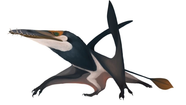 Encuentran en Escocia el fósil de pterosaurio más grande y antiguo