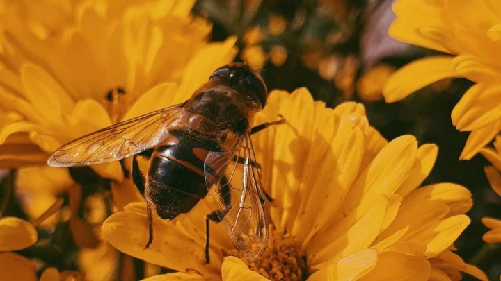Cómo ahuyentar abejas sin hacerles daño, remedios naturales súper efectivos