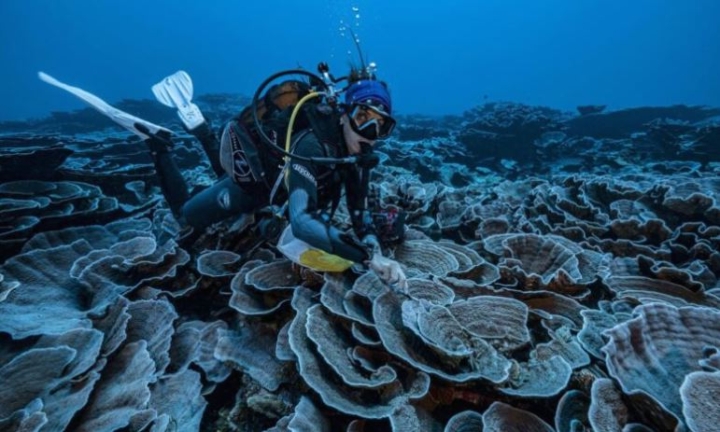 Científicos hallan arrecife de coral sin efectos del cambio climático