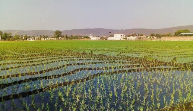 Favorable, el temporal para la siembra de arroz