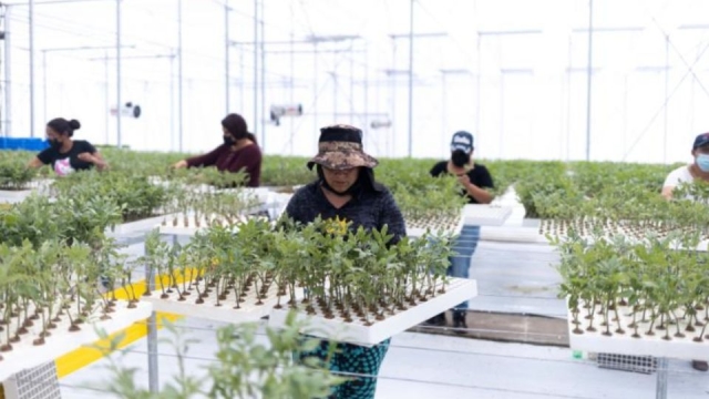 Tajín inaugura planta que busca aumentar su producción de chile en polvo hasta 88%